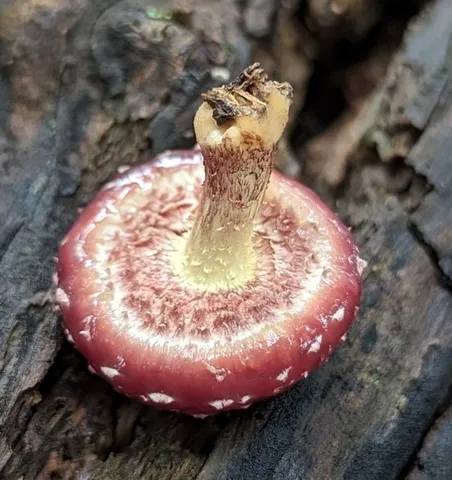 Pholiota polychroa