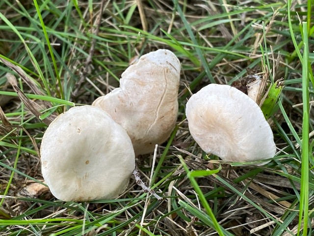 Fool's Funnel / Sweating Descender (Collibia 'rivulosa PNW07')