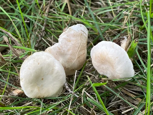 Fool's Funnel (Collybia 'rivulosa PNW07')