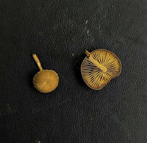 Dingy Twiglet (Simocybe centunculus)