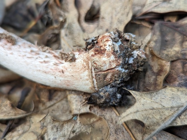 American Blusher (Amanita amerirubescens)