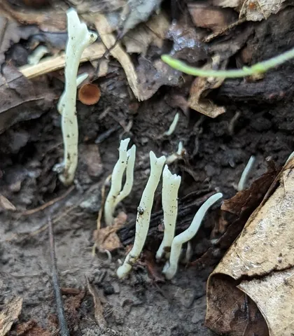 Clavulina sp-IN06