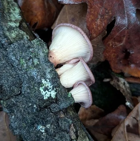 Lilac Oysterling (Panus conchatus)