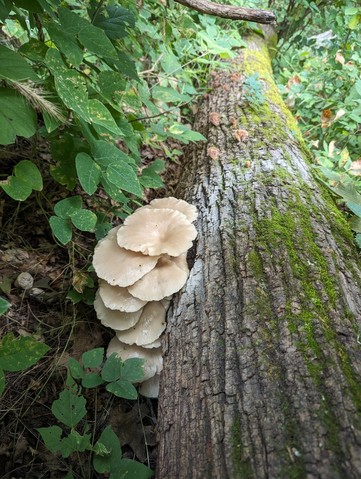 Pale Oyster (Pleurotus pulmonarius)