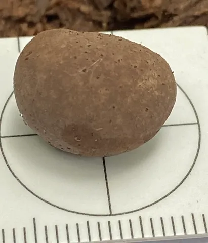 undefined (Daldinia childiae)