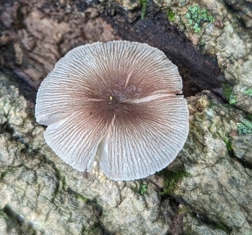 Pleated Pluteus (Pluteus longistriatus)