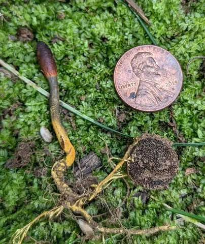 Tolypocladium ophioglossoides