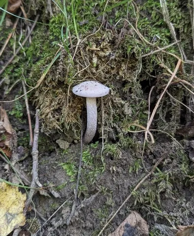 Purple-and-white Deceiver (Laccaria ochropurpurea)