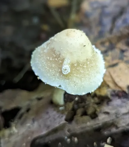 Pale Brittlestem (Candolleomyces candolleanus)