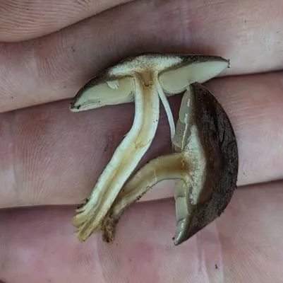 Scaber Stem Fieldcap (Agrocybe firma)