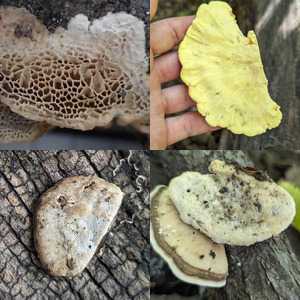 Polypore