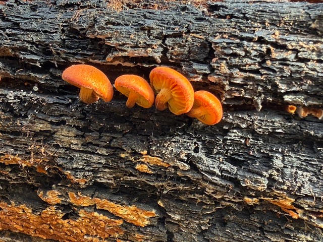 Rustgills And Gyms (Gymnopilus spp.)
