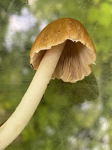 Pale Brittlestem (Candolleomyces candolleanus)