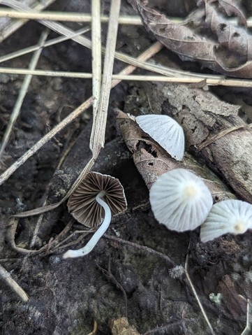 Trooping Crumble Cap (Coprinellus disseminatus)