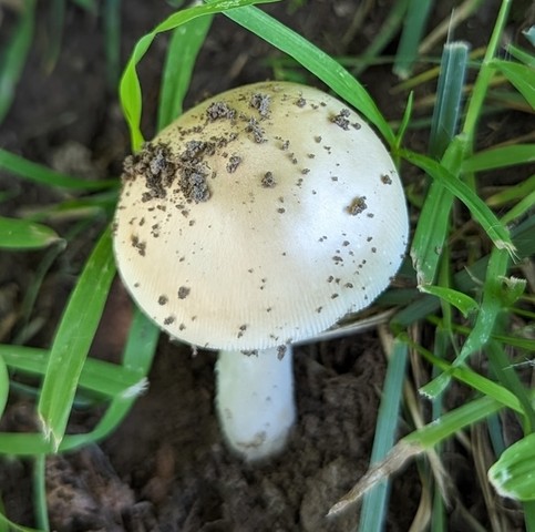 Murrill's Slender Caesar (Amanita murrilliana)