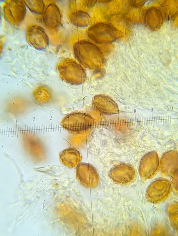 undefined (Hymenogaster spp.)
