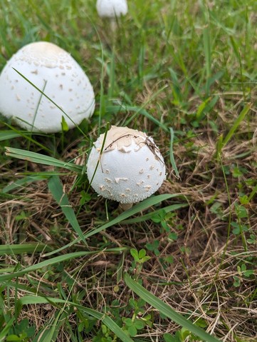 Green-spored Parasol (Chlorophyllum molybdites)