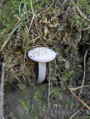 Purple-and-white Deceiver (Laccaria ochropurpurea)