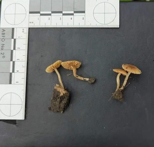 undefined (Tubaria sp. 'MX01')