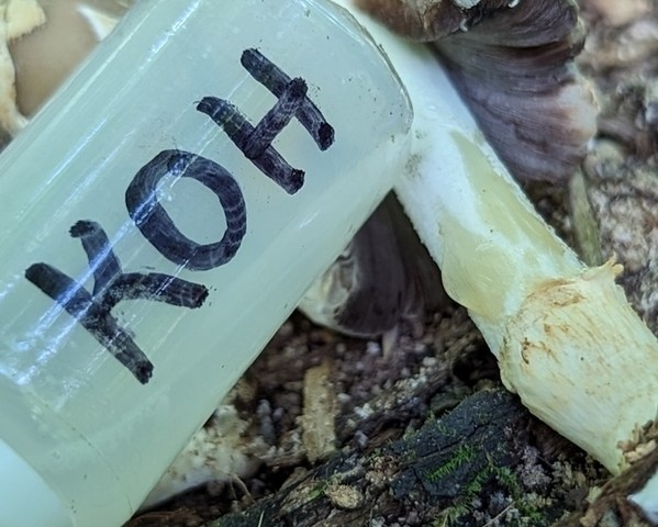 Scaly Ink Cap (Coprinopsis variegata)