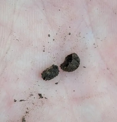 (Hymenogaster)