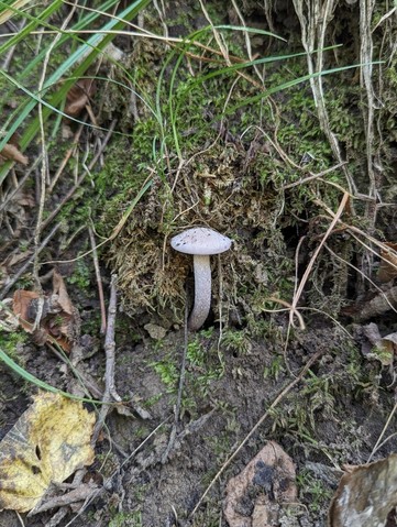 Purple-and-white Deceiver (Laccaria ochropurpurea)