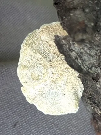 Little Nest Polypore (Trametes conchifer)