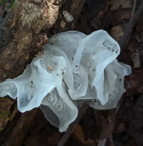 Snow Fungus (Tremella fuciformis)