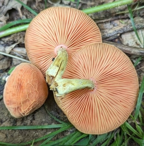 Wrinkled Peach (Rhodotus reticeps)