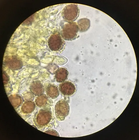 undefined (Hymenogaster spp.)