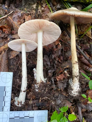 undefined (Volvopluteus michiganensis)