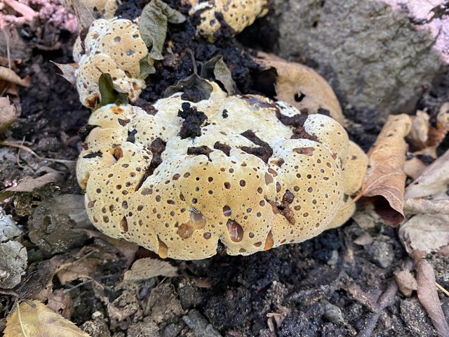 Oak Bracket (Pseudoinonotus dryadeus)