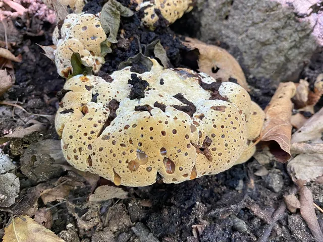 Pseudoinonotus dryadeus