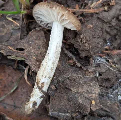 undefined (Entoloma sp. 'IN56')