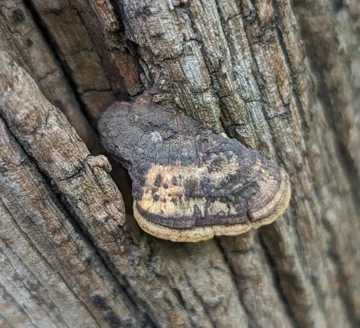 undefined (Perenniporia ohiensis)