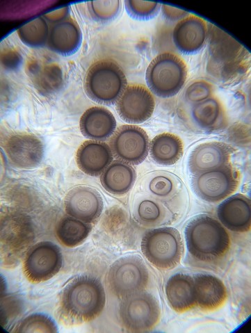 undefined (Elaphomyces sp.)