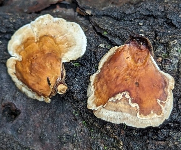 Fasciating Stereum (Stereum fasciatum)