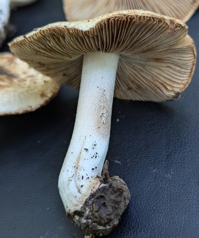 Sweet-Smelling Fibercap (Inocybe dulciolens)
