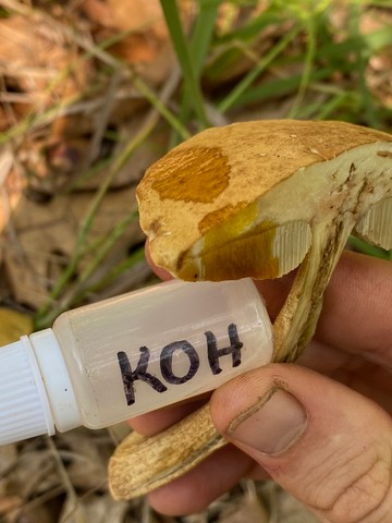 Wrinkled Bolete (Leccinellum rugosiceps)