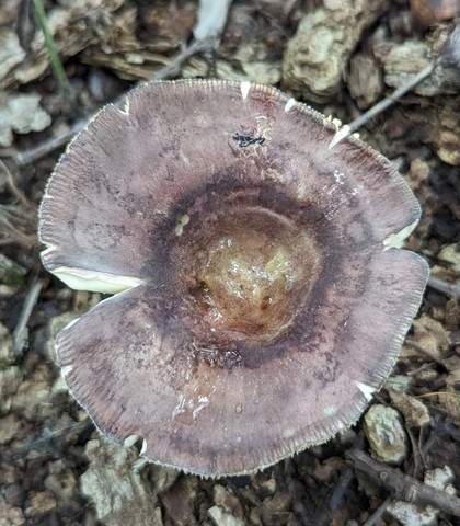 Purple-Bloom Russula (Russula sp-IN22)
