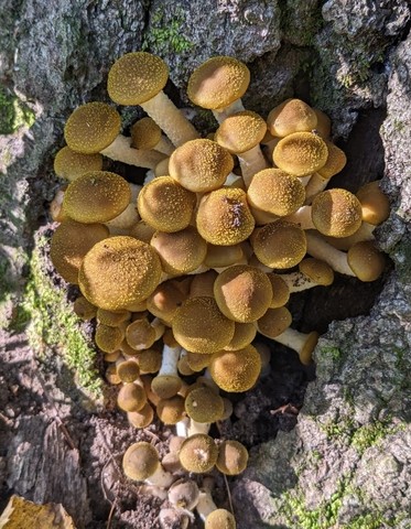 Yellow Honey Mushroom (Armillaria mellea)