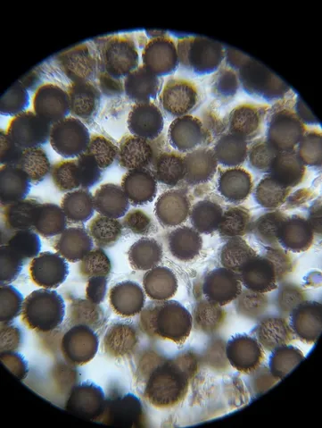 undefined (Elaphomyces spp.)