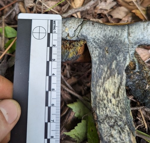 American Lurid Bolete (Suillellus ameriluridus)