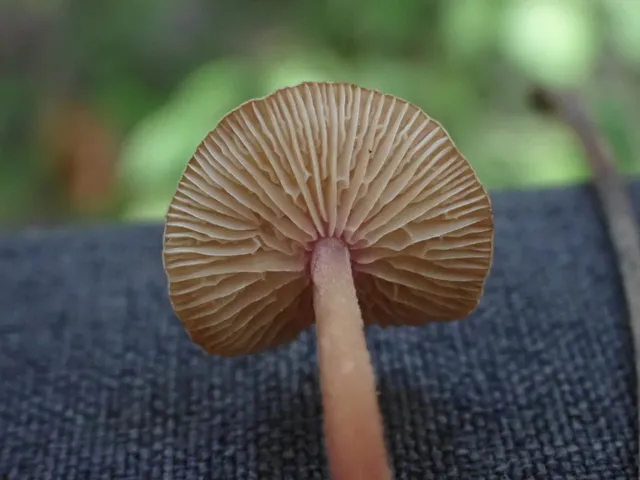 Hairy-Stalked Gymnopus (Gymnopus spongiosus)