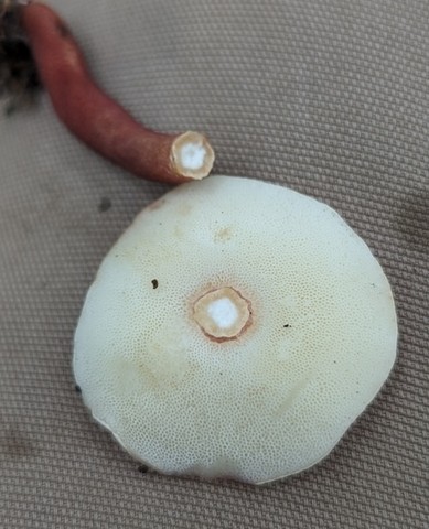 Red Gyroporus (Gyroporus purpurinus)