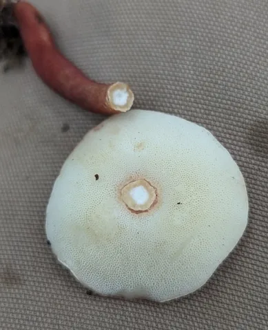 Red Gyroporus (Gyroporus purpurinus)