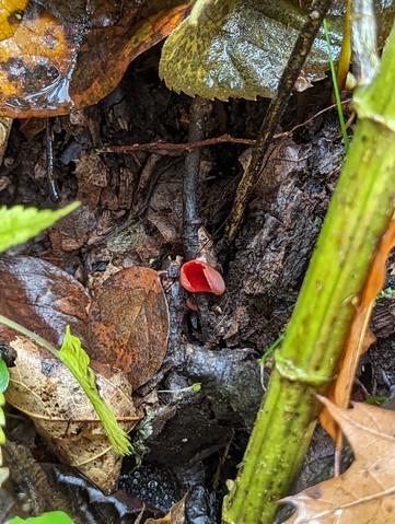 Dudley's Elf Cup (Sarcoscypha dudleyi)