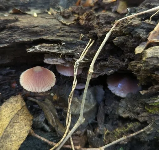 Bleeding Fairy Helmet (Mycena haematopus)