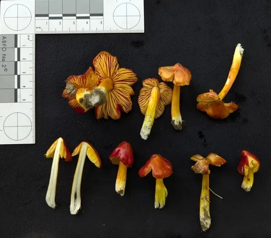 Small-Spored Sunset Waxycap (Hygrocybe acutoconica var. microspora)