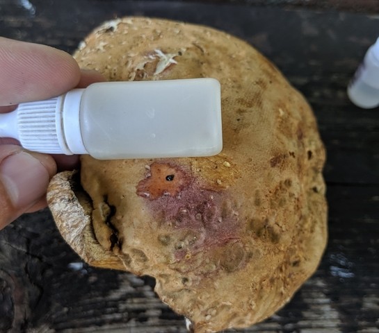 Atkinson's Bolete (Boletus atkinsonii)